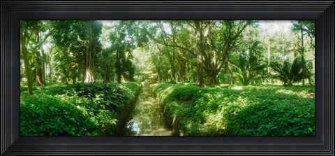 Framed Trees in a botanical garden, Jardim Botanico, Zona Sul, Rio de Janeiro, Brazil Print