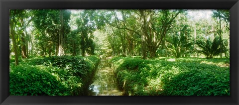 Framed Trees in a botanical garden, Jardim Botanico, Zona Sul, Rio de Janeiro, Brazil Print