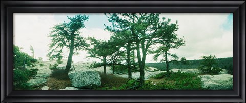Framed Close up of trees, Gertrude's Nose, Minnewaska State Park, Catskill Mountains, New York State, USA Print