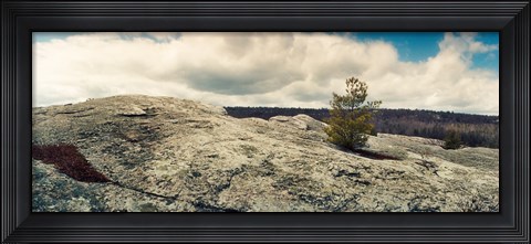 Framed Tree growing in a boulder, Gertrude's Nose, Minnewaska State Park, Catskill Mountains, New York State, USA Print