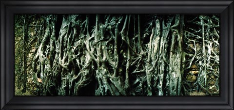 Framed Roots of an old growth tree, Morro De Sao Paulo, Tinhare, Cairu, Bahia, Brazil Print