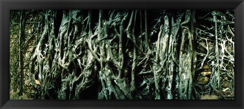 Framed Roots of an old growth tree, Morro De Sao Paulo, Tinhare, Cairu, Bahia, Brazil Print