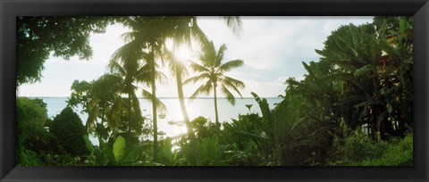 Framed Palm trees in the forest at coast, Morro De Sao Paulo, Tinhare, Cairu, Bahia, Brazil Print