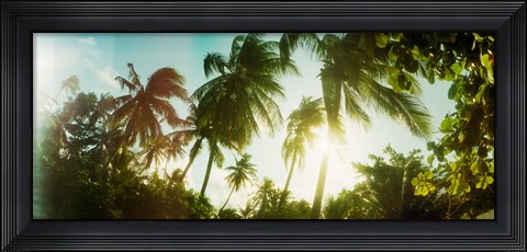 Framed Sunlight shining through the palm trees, Morro De Sao Paulo, Tinhare, Cairu, Bahia, Brazil Print