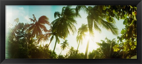 Framed Sunlight shining through the palm trees, Morro De Sao Paulo, Tinhare, Cairu, Bahia, Brazil Print