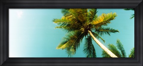 Framed Low angle view of palm tree, Morro De Sao Paulo, Tinhare, Cairu, Bahia, Brazil Print