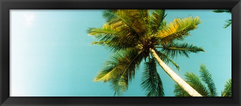 Framed Low angle view of palm tree, Morro De Sao Paulo, Tinhare, Cairu, Bahia, Brazil Print