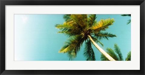 Framed Low angle view of palm tree, Morro De Sao Paulo, Tinhare, Cairu, Bahia, Brazil Print