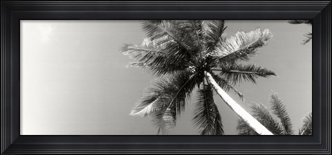 Framed Low angle view of palm trees, Morro De Sao Paulo, Tinhare, Cairu, Bahia, Brazil Print