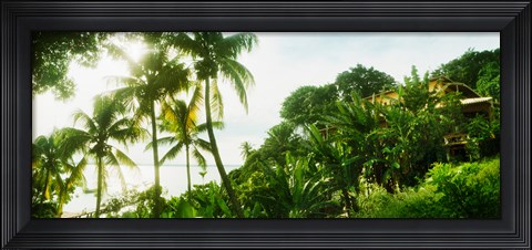 Framed Palm trees covering a small bungalow in Morro De Sao Paulo, Tinhare, Cairu, Bahia, Brazil Print
