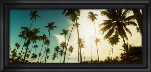 Framed Palm trees along the beach in Morro De Sao Paulo, Tinhare, Cairu, Bahia, Brazil Print