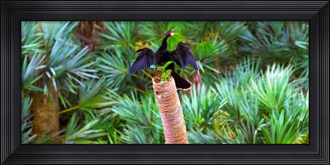 Framed Anhinga (Anhinga anhinga) on a tree, Boynton Beach, Florida Print