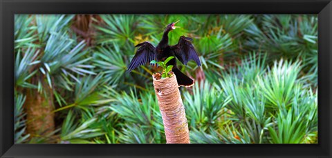 Framed Anhinga (Anhinga anhinga) on a tree, Boynton Beach, Florida Print