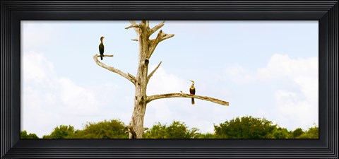 Framed Low angle view of Cormorants (Phalacrocorax carbo) on a tree, Boynton Beach, Florida, USA Print