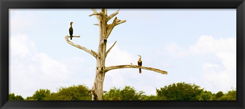 Framed Low angle view of Cormorants (Phalacrocorax carbo) on a tree, Boynton Beach, Florida, USA Print