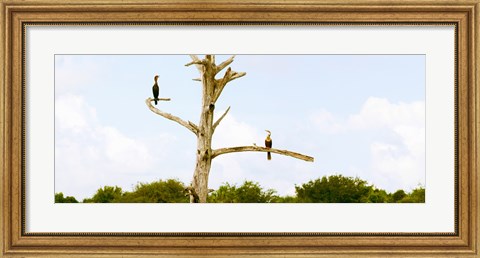 Framed Low angle view of Cormorants (Phalacrocorax carbo) on a tree, Boynton Beach, Florida, USA Print