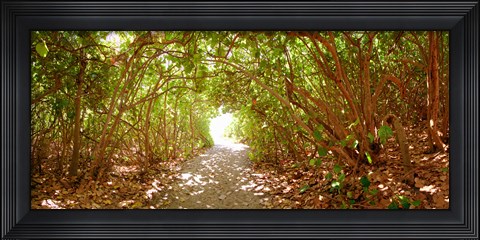 Framed Trees on the entrance of a beach, Delray Beach, Palm Beach County, Florida, USA Print