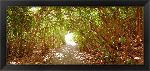Framed Trees on the entrance of a beach, Delray Beach, Palm Beach County, Florida, USA Print