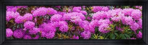 Framed Hydrangeas flowers, Union Township, Union County, New Jersey, USA Print