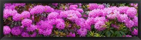 Framed Hydrangeas flowers, Union Township, Union County, New Jersey, USA Print