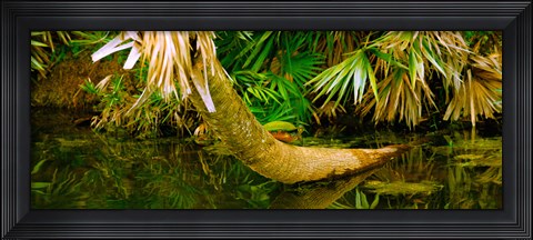Framed Green Turtle (Chelonia mydas) in a pond, Boynton Beach, Florida, USA Print