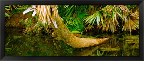 Framed Green Turtle (Chelonia mydas) in a pond, Boynton Beach, Florida, USA Print