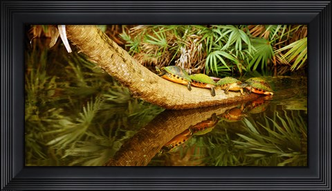 Framed Green Turtles (Chelonia mydas) on a tree overhanging on pond, Boynton Beach, Florida, USA Print