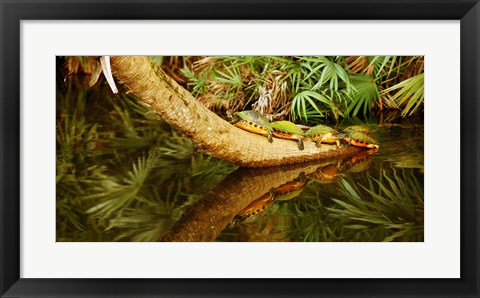 Framed Green Turtles (Chelonia mydas) on a tree overhanging on pond, Boynton Beach, Florida, USA Print