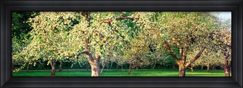 Framed Apple orchard, Quebec, Canada Print