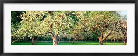 Framed Apple orchard, Quebec, Canada Print