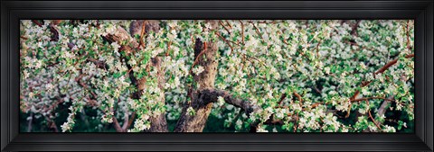 Framed Apple blossom flowers, Quebec, Canada Print