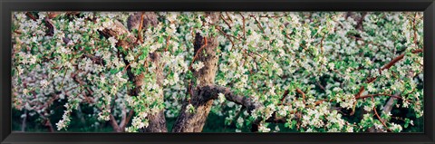Framed Apple blossom flowers, Quebec, Canada Print