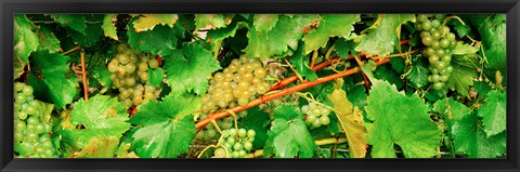 Framed Ripe green grapes on the vine, Quebec, Canada Print