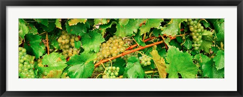 Framed Ripe green grapes on the vine, Quebec, Canada Print