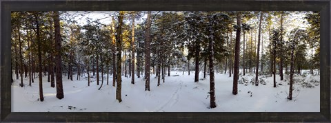 Framed Forest in winter, Quebec, Canada Print