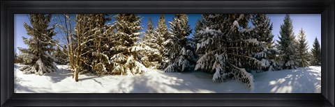Framed Snow covered pine trees, Quebec, Canada Print