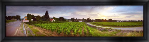 Framed Vineyard, Mercurey, France Print