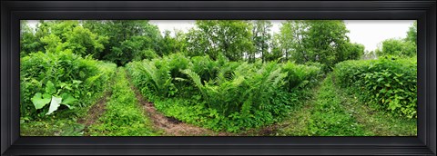 Framed Trees and plants in a forest, Saint-Jean-sur-Richelieu, Quebec, Canada Print