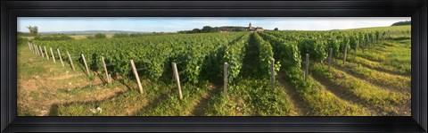 Framed Beaujolais vineyard, Montagny, Saone-Et-Loire, Burgundy, France Print