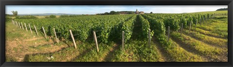 Framed Beaujolais vineyard, Montagny, Saone-Et-Loire, Burgundy, France Print