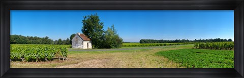 Framed Sauvignon Blanc vineyard, Pouille, Loire-Et-Cher, Loire Valley, France Print
