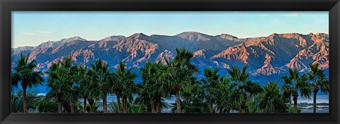 Framed Palm trees with mountain range in the background, Furnace Creek Inn, Death Valley, Death Valley National Park, California, USA Print