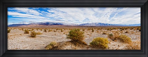 Framed Bushes in a desert, Death Valley, Death Valley National Park, California, USA Print