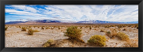 Framed Bushes in a desert, Death Valley, Death Valley National Park, California, USA Print