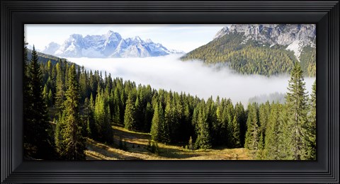 Framed Morning mist over trees in a forest, Lake Misurina, Dolomites, Belluno, Veneto, Italy Print