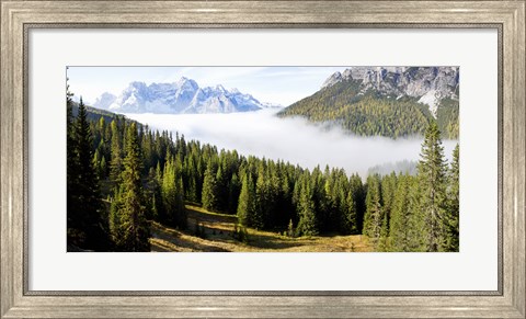 Framed Morning mist over trees in a forest, Lake Misurina, Dolomites, Belluno, Veneto, Italy Print
