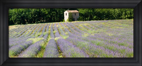Framed Barn in the lavender field, Luberon, Provence, France Print