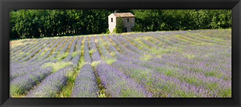 Framed Barn in the lavender field, Luberon, Provence, France Print