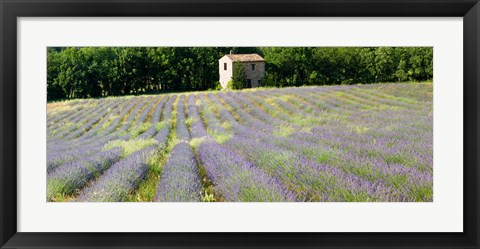 Framed Barn in the lavender field, Luberon, Provence, France Print