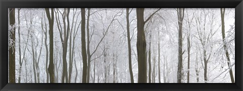 Framed Snow covered trees in a forest, Wotton, Gloucester, Gloucestershire, England Print